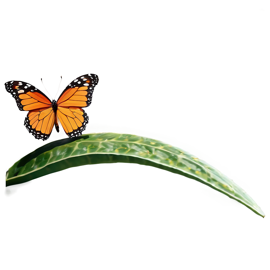 3d Butterfly On Leaf Png 06292024