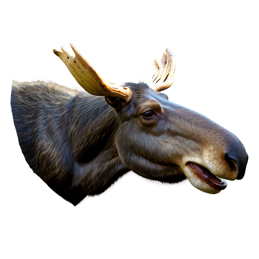 3d Rendered Moose Head Png 06292024