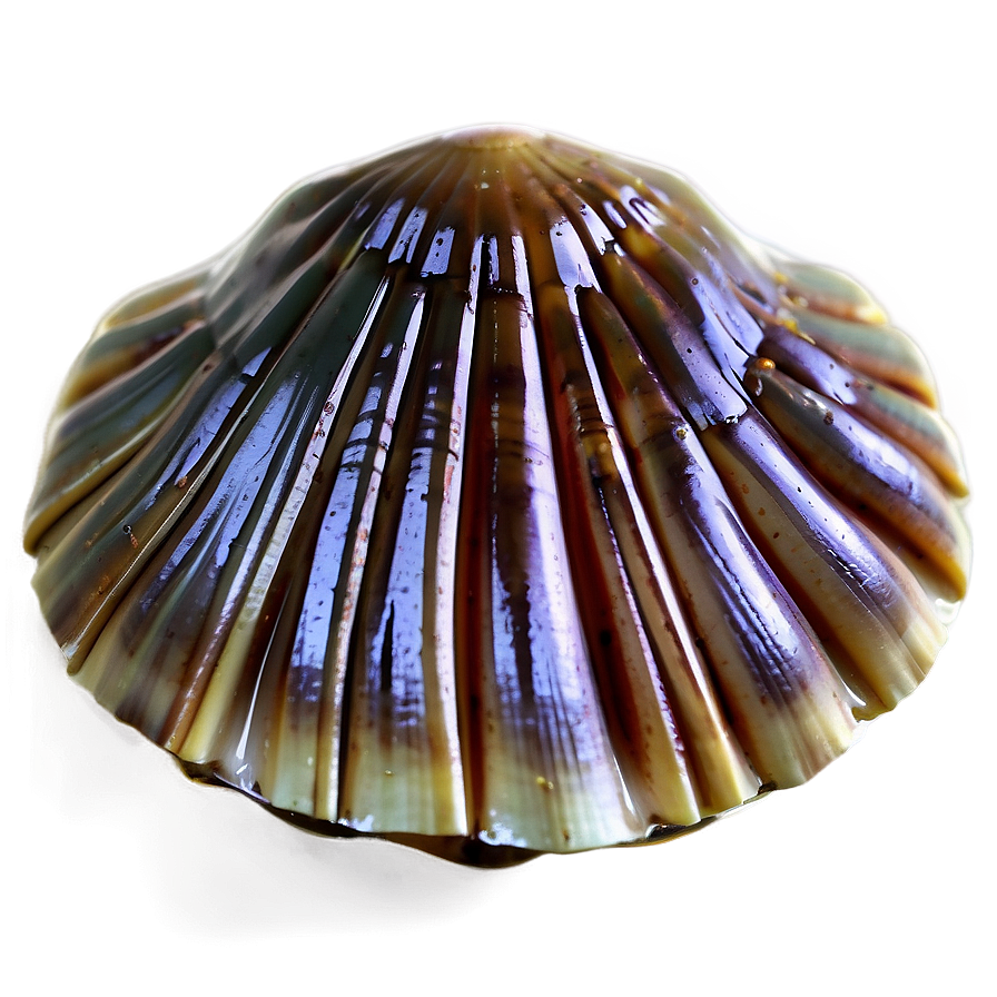 Abstract Clam Shell Png Jls