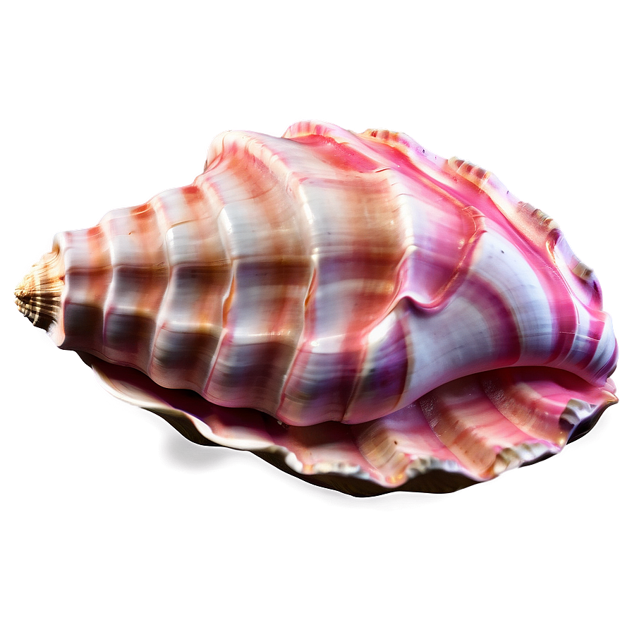 Abstract Conch Shell Png 46