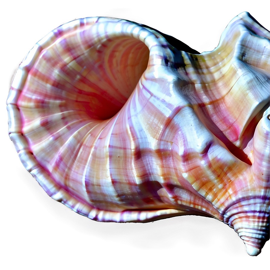 Abstract Conch Shell Png Tch