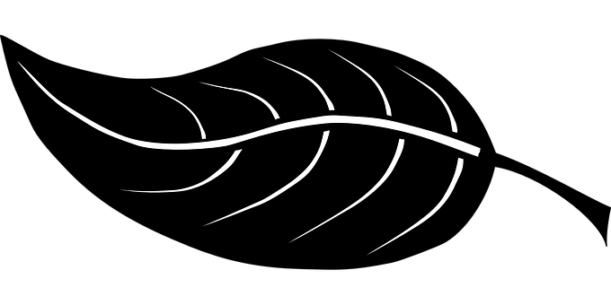 Abstract Leaf Design Black Background