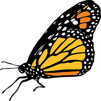 Abstract Monarch Butterfly Wing Art