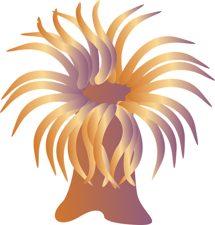 Abstract Sea Anemone Illustration