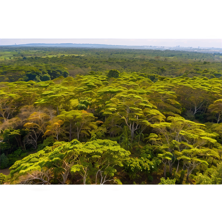 Acacia Tree Canopy View Png 06132024