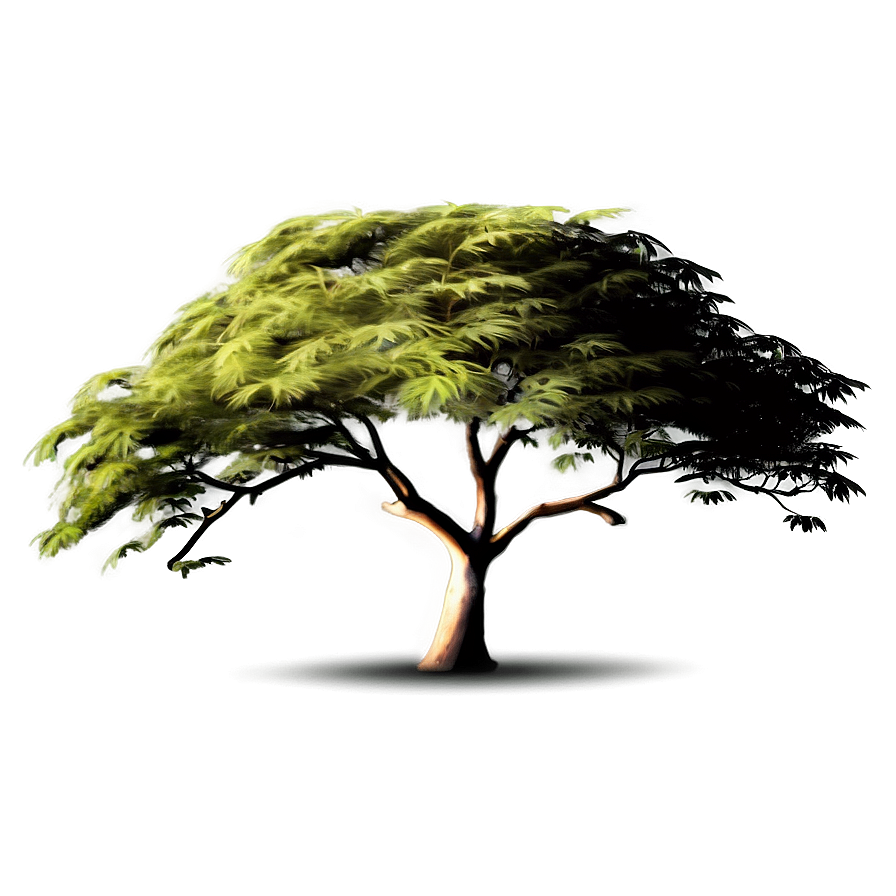 Acacia Tree In The Wind Png Xwg52