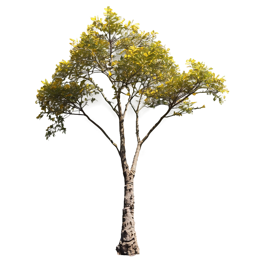 Acacia Tree Seasonal Changes Png 40