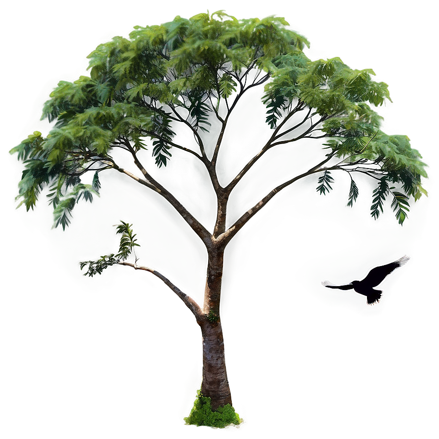 Acacia Tree With Birds Png 31