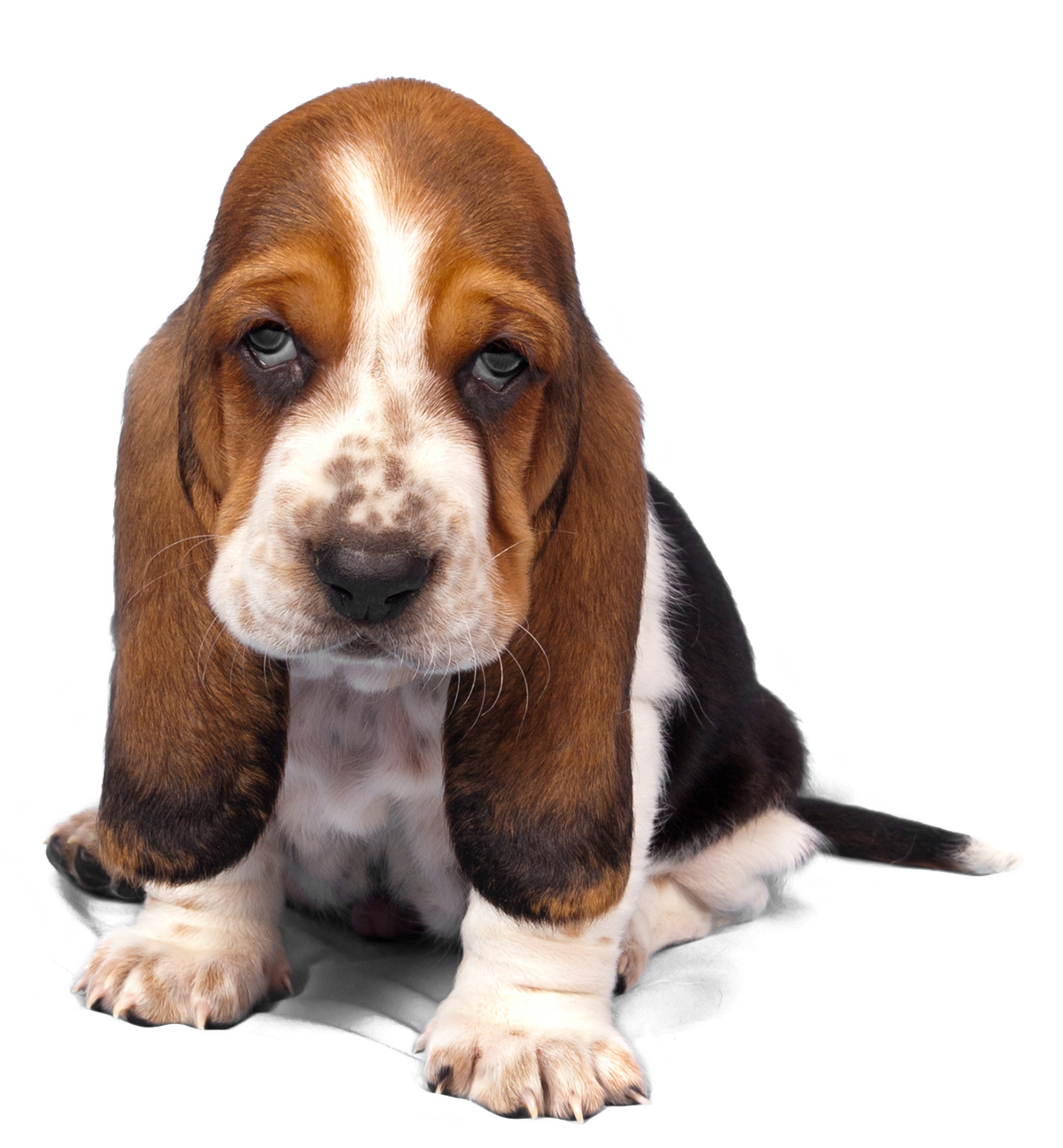 Adorable Basset Hound Puppy