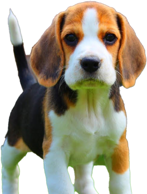 Adorable Beagle Puppy Portrait