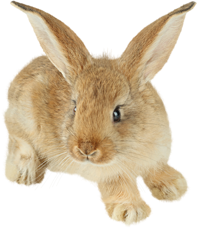 Adorable Brown Rabbit Illustration