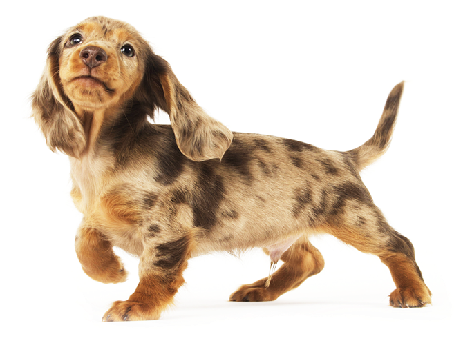 Adorable Dachshund Puppy Strut