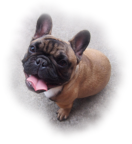 Adorable French Bulldog Puppy Looking Up