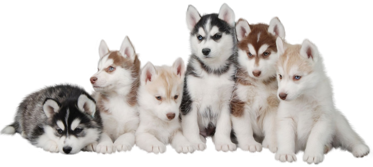 Adorable Husky Puppiesina Row