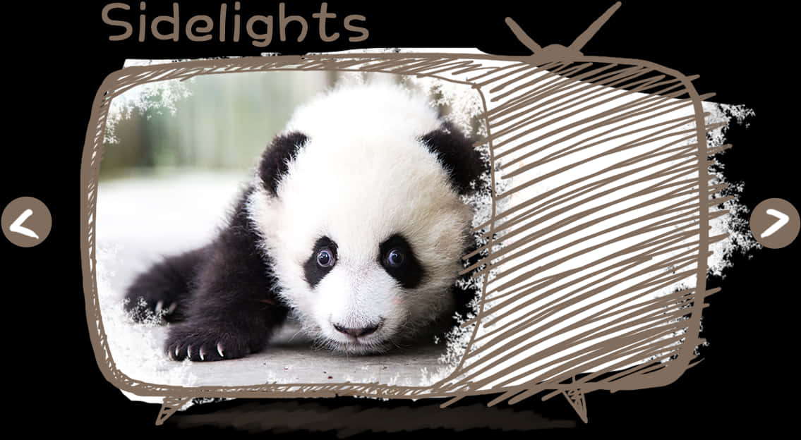 Adorable Panda Cub Sidelights