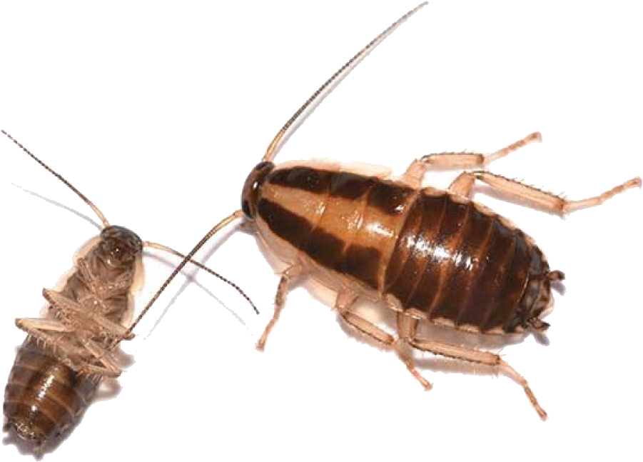 Adultand Nymph Cockroach