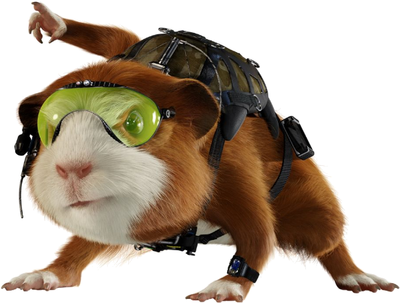 Adventure Ready Guinea Pig