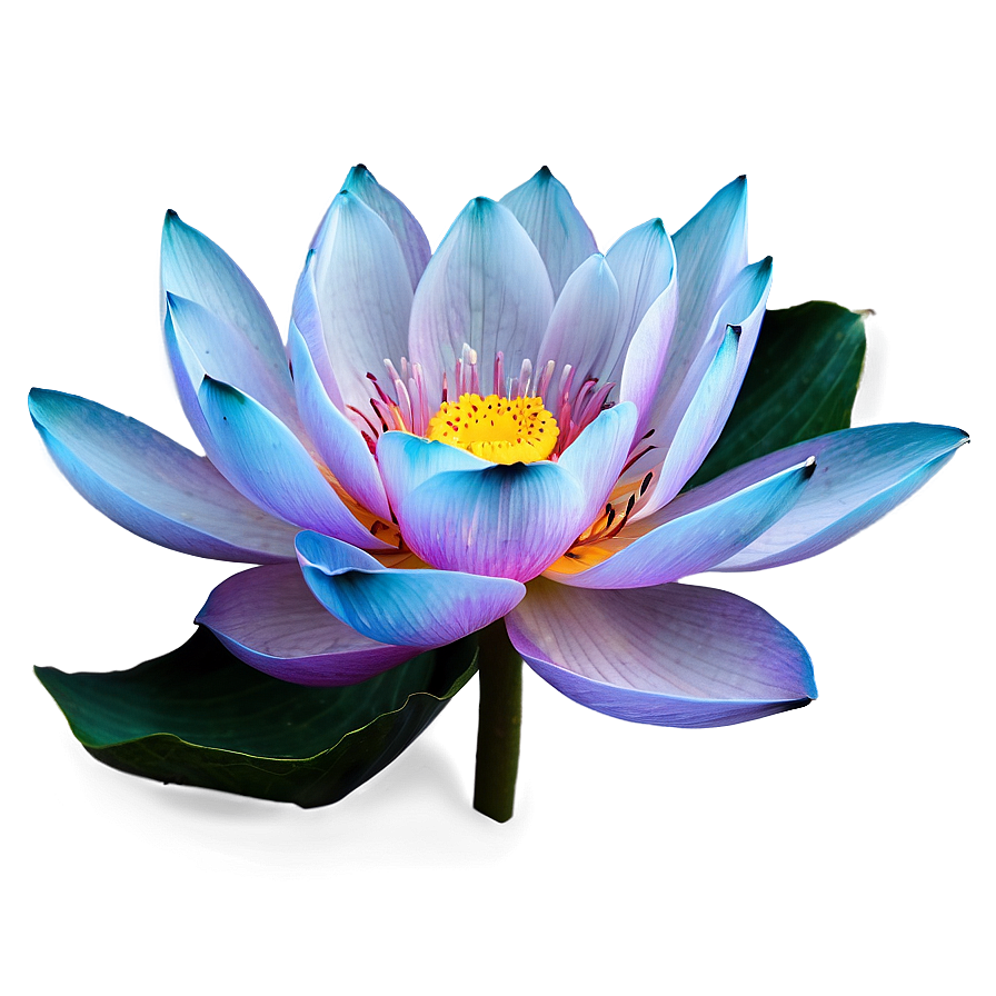 Aesthetic Blooming Lotus Png 06112024