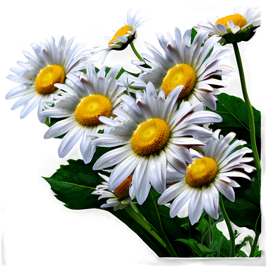 Aesthetic Daisy Flowers Png Alt22