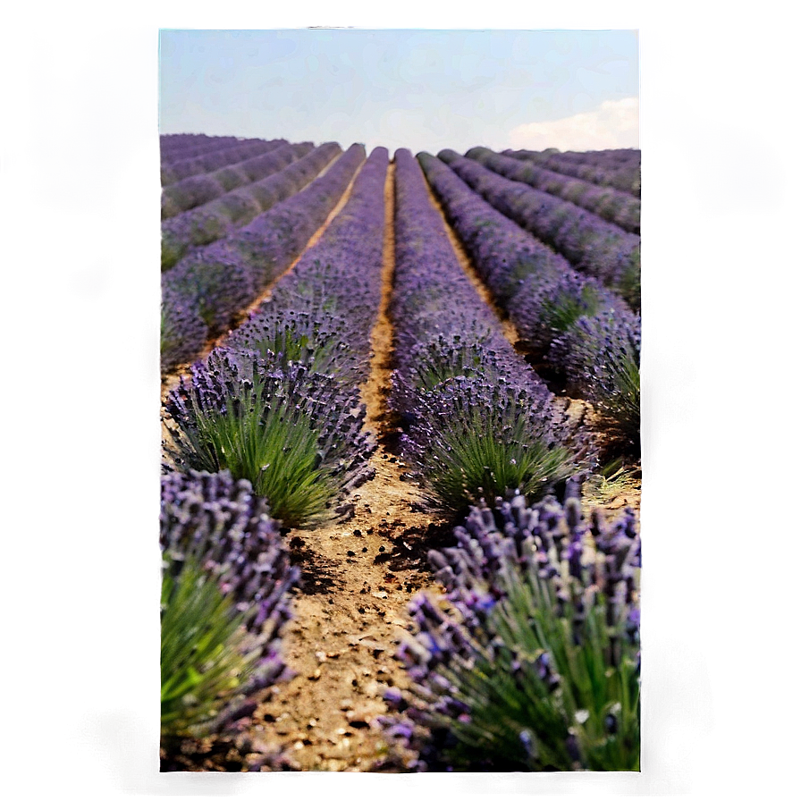 Aesthetic Lavender Field Png Jqh