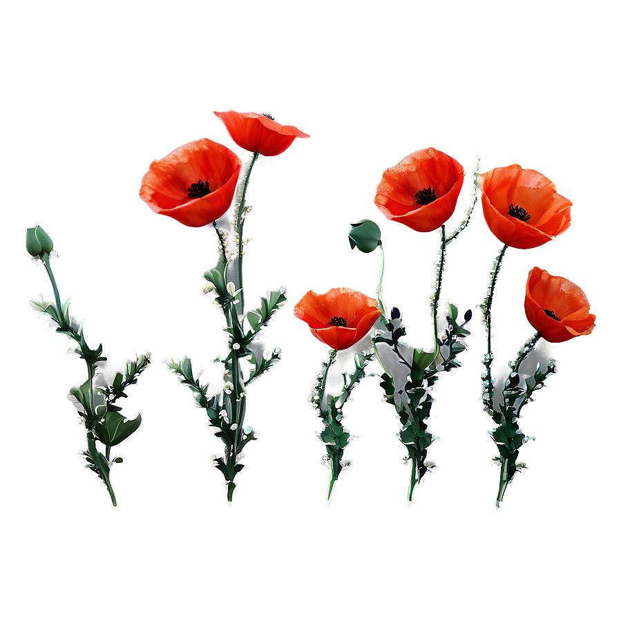 Aesthetic Poppy Flower Delicacy Png Rmd