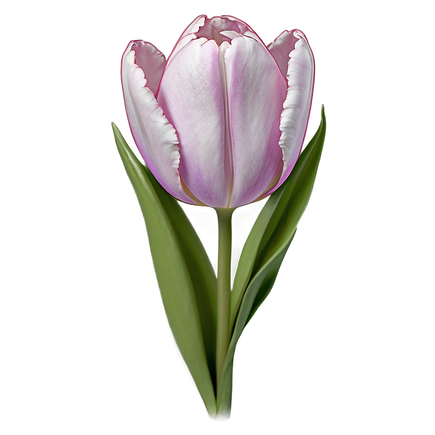 Aesthetic Tulip Grace Png 06112024