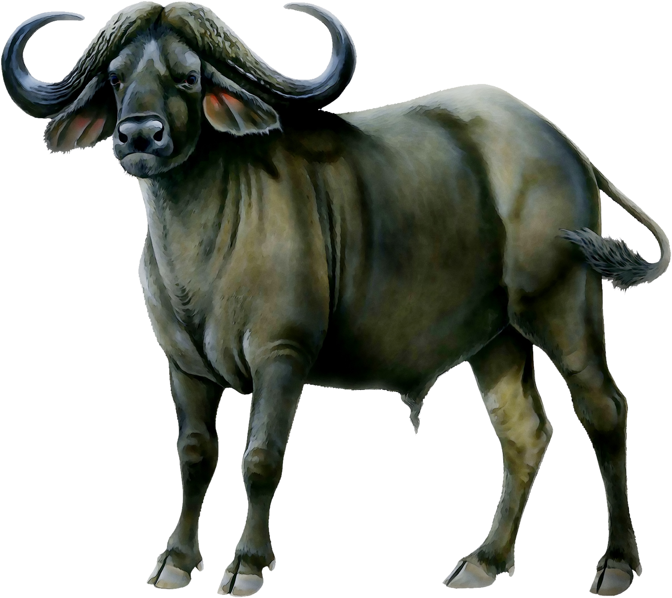 African Buffalo Illustration