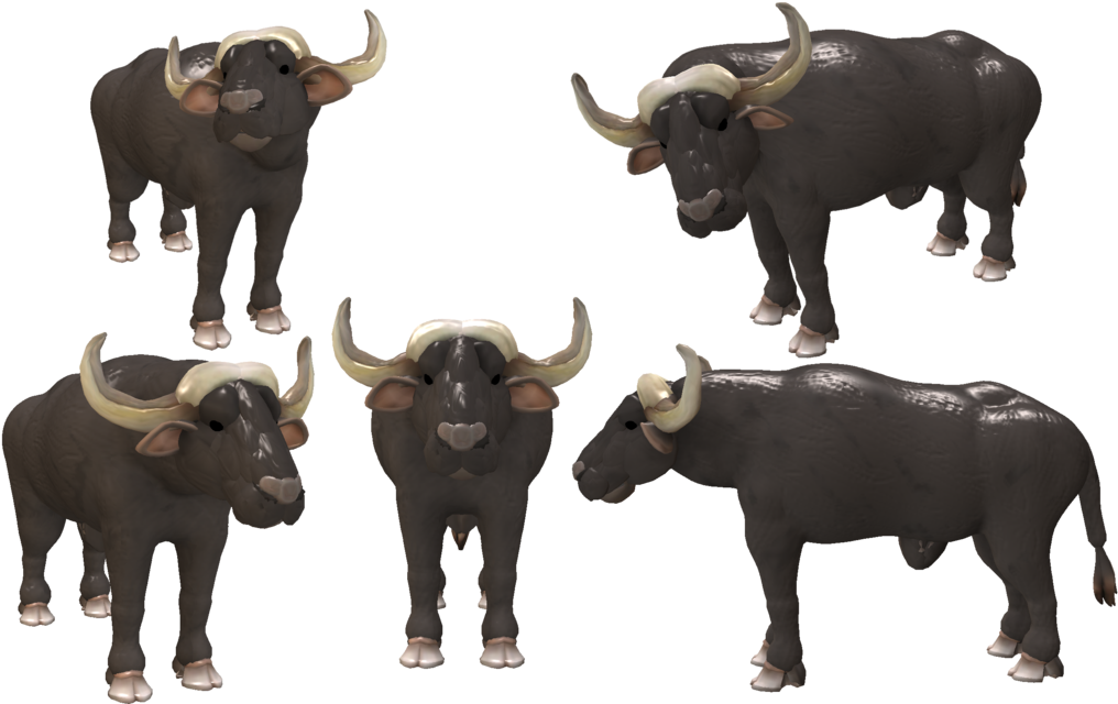 African Buffalo3 D Model Views