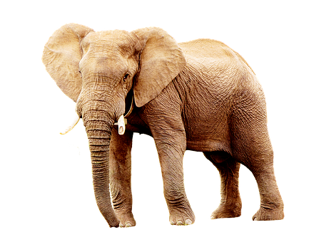 African Elephant Black Background