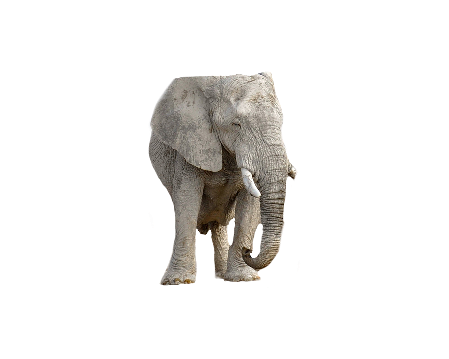 African Elephant Isolatedon Gray