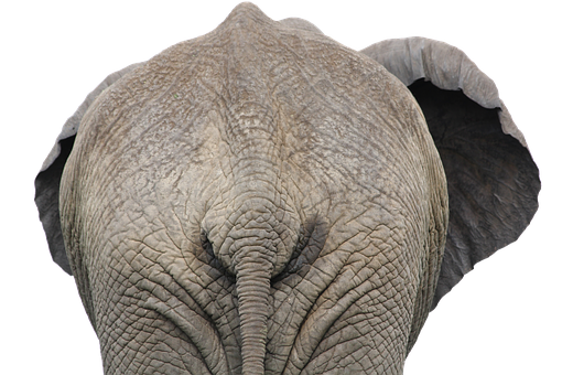 African Elephant Portrait Black Background