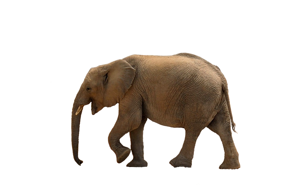 African Elephant Walking Transparent Background