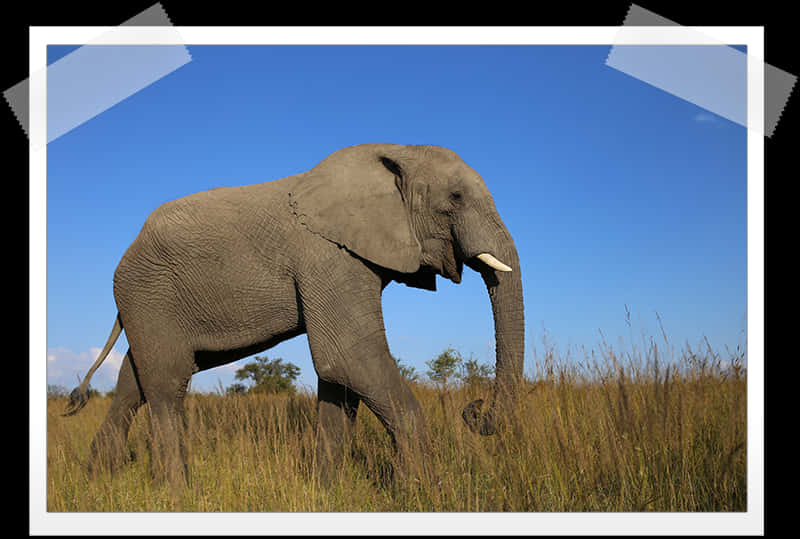 African Elephant Walkingin Savannah