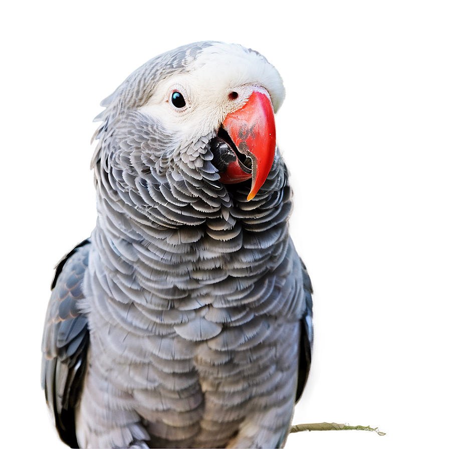 African Grey Parrot Png 4