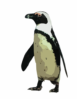 African Penguin Illustration