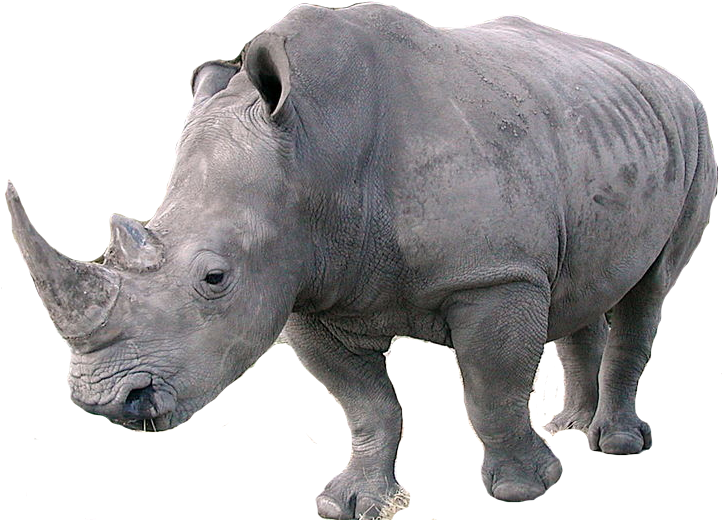 African Rhinoceros Isolated