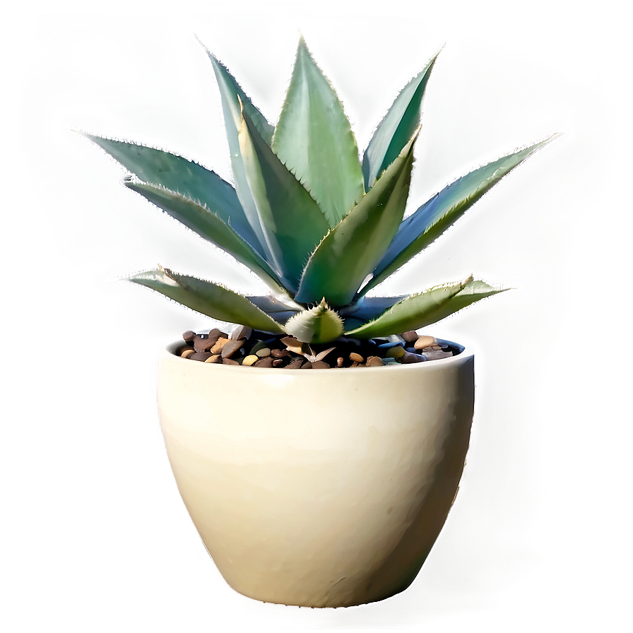 Agave In Pot Png 76