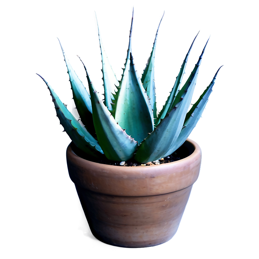 Agave In Pot Png Nmr30