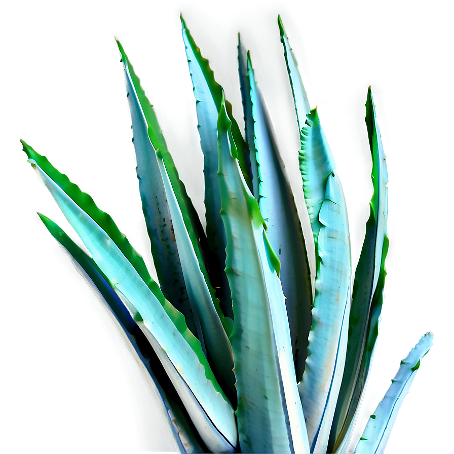 Agave Leaves Png 61