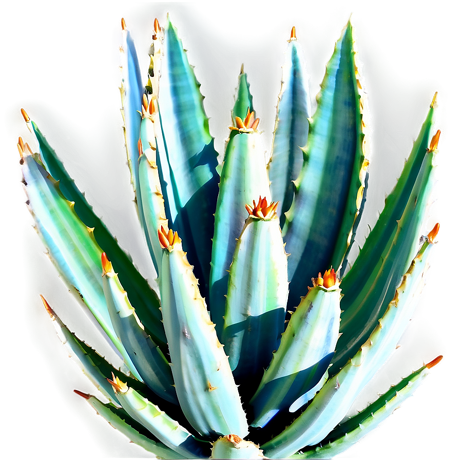 Agave Plant Aerial View Png 55