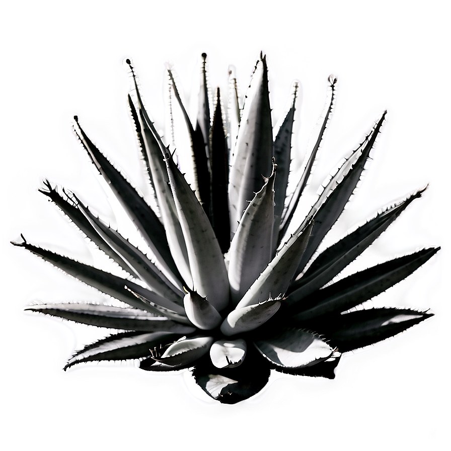 Agave Plant Black And White Png 36