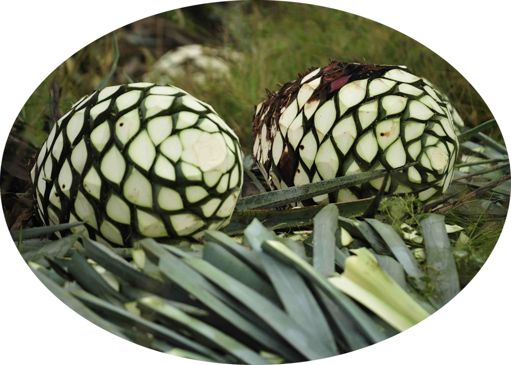 Agave Plant Seed Pods