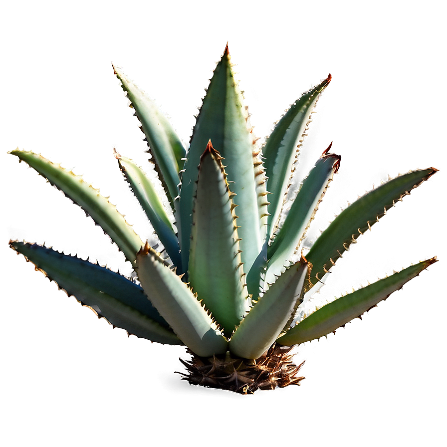 Agave Plant With Thorns Png 06282024