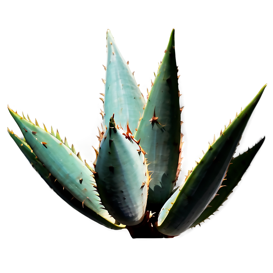 Agave Silhouette Png 66