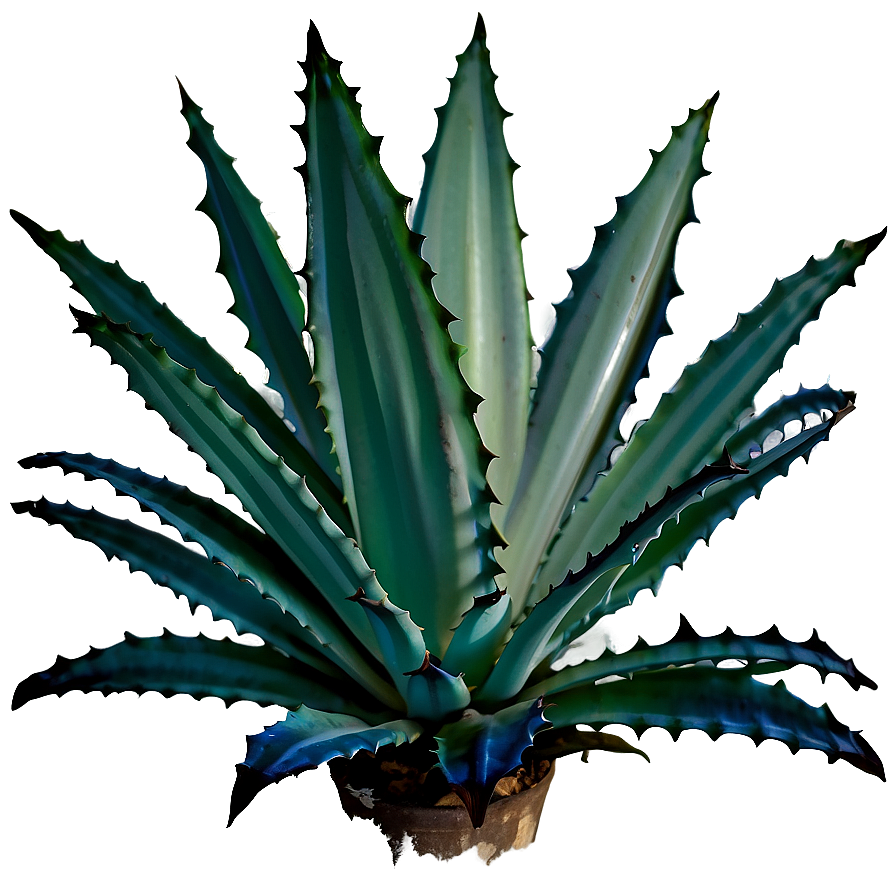 Agave Silhouette Png Sap