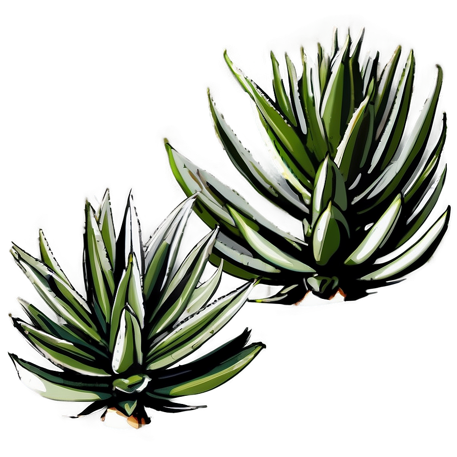 Agave Tequilana Plant Png 87