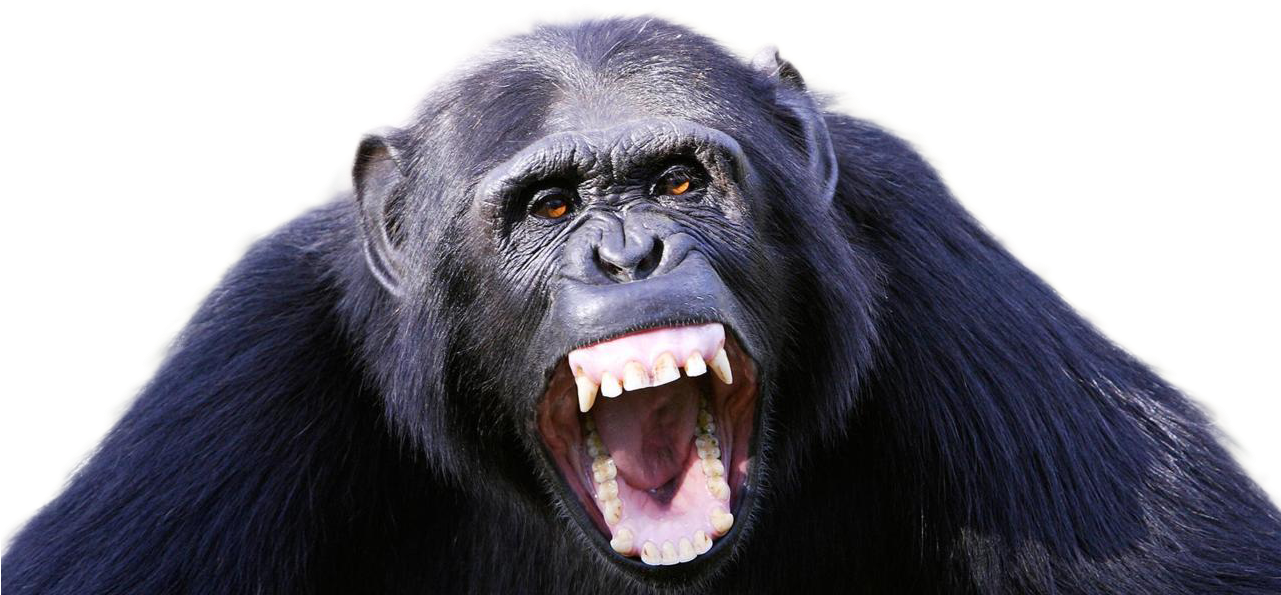 Aggressive Chimpanzee Display