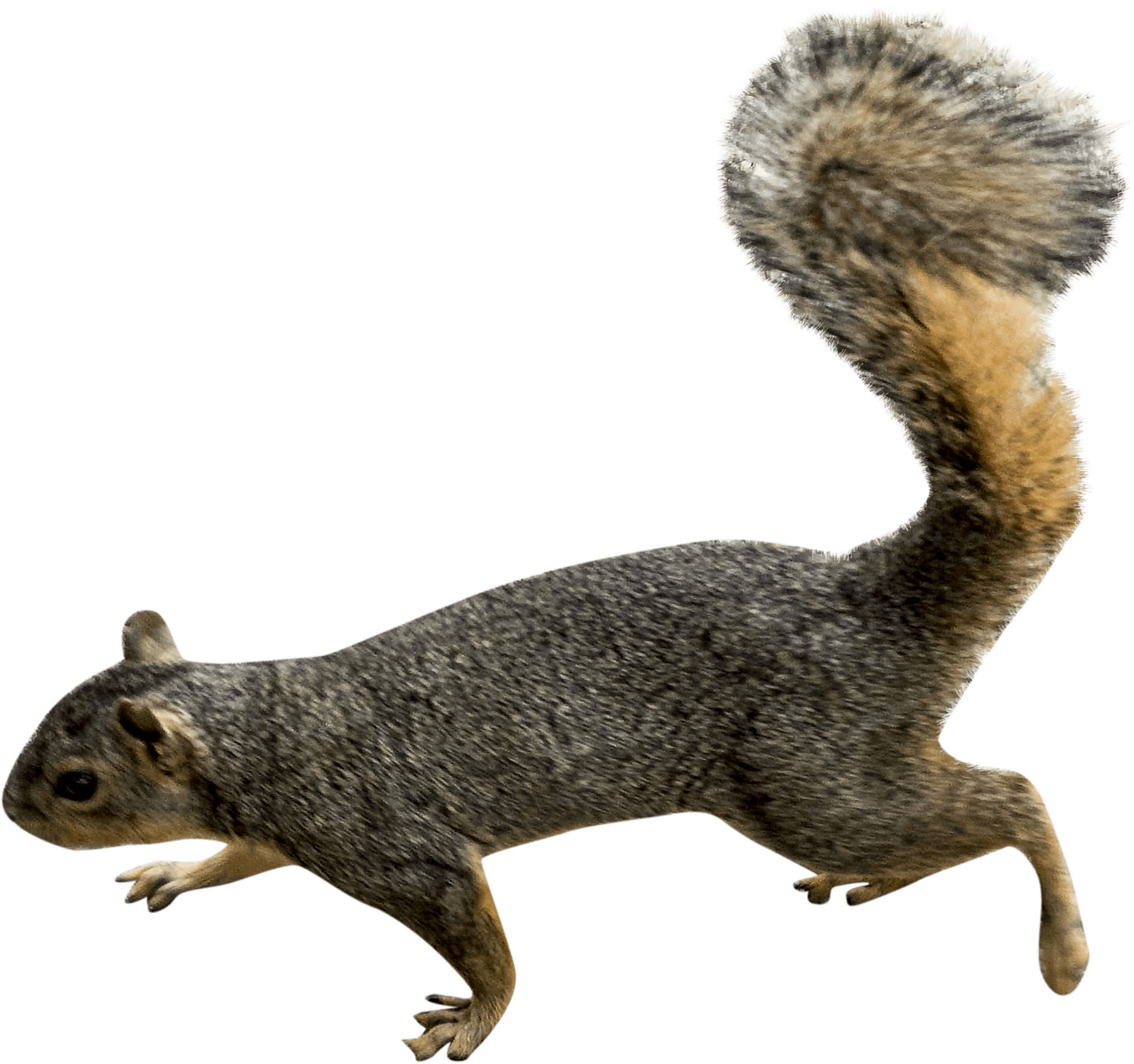 Agile Squirrelin Motion