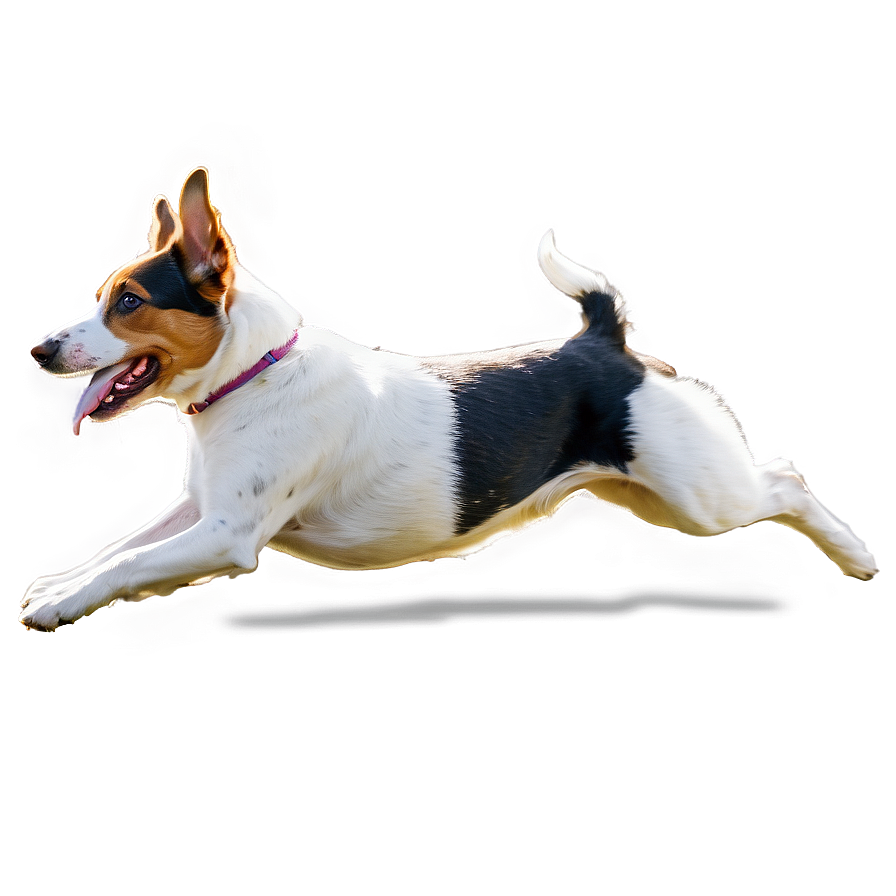 Agility Dog Running Png 06132024