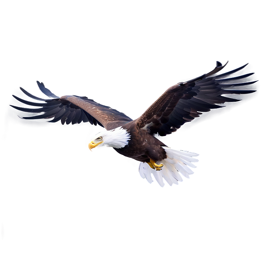 Aguila Sketch Png Ktd98